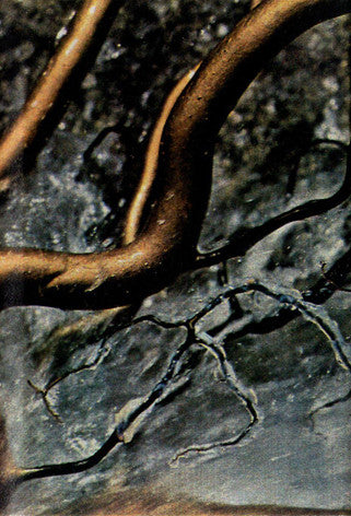 Sage (20) : Chase (Album)