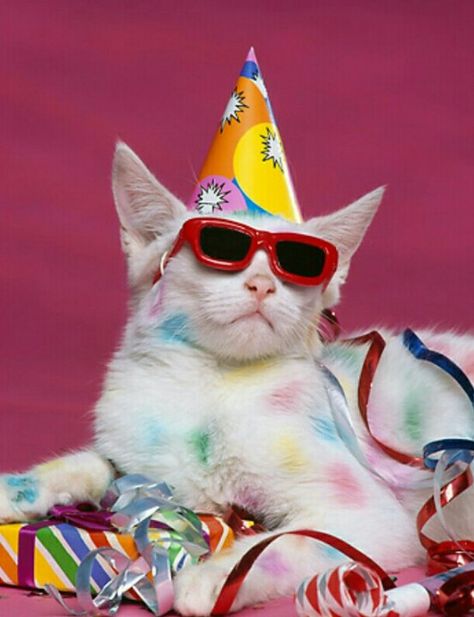Party Cats
